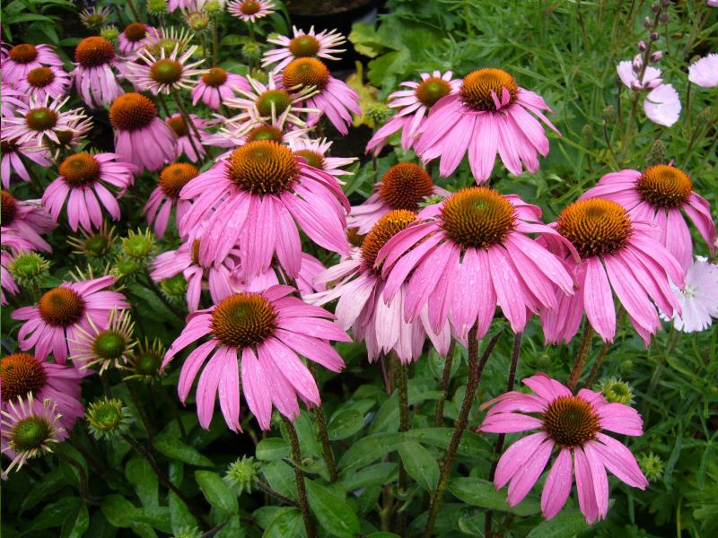 Giardino sensoriale - Echinacea Purpurea