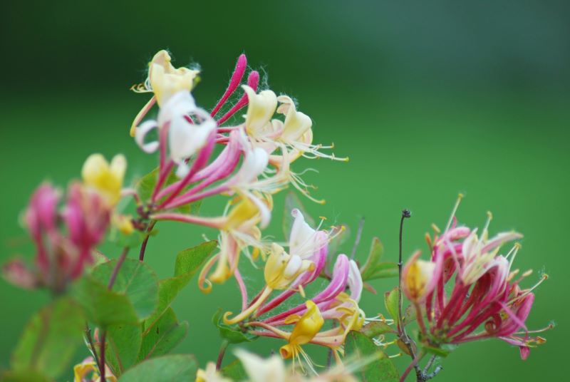 Giardino sensoriale - Caprifoglio