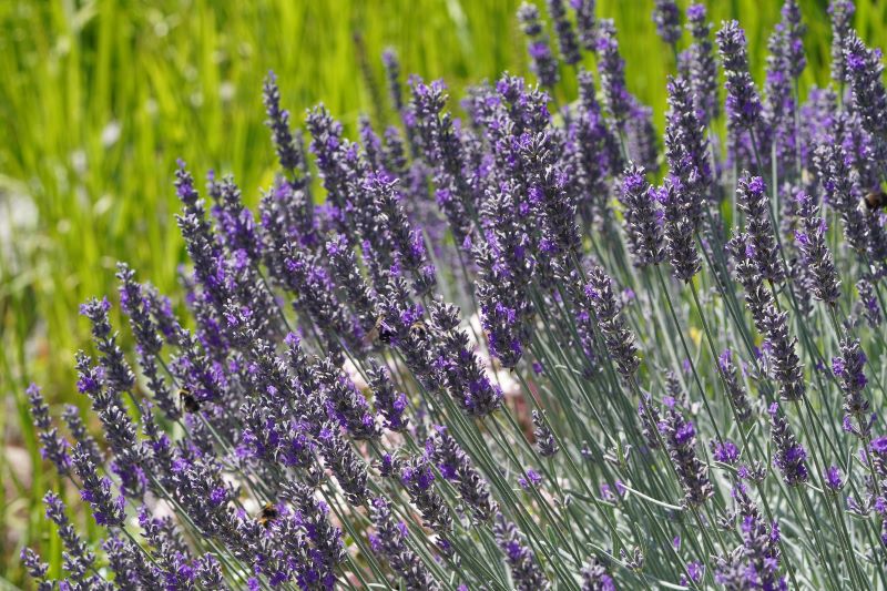 Giardino sensoriale - lavanda