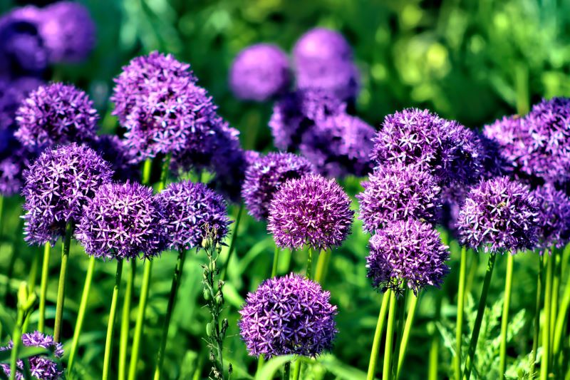 Giardino sensoriale - Allium