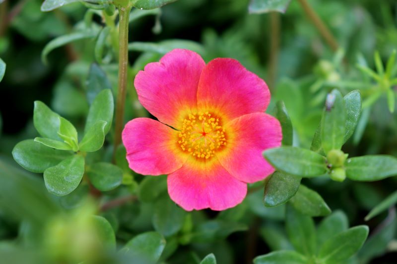 Giardino sensoriale - Portulaca